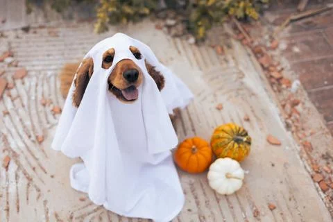 A dog dressed as a ghost with pumpkins during a cheerful autumn celebration Stock Photos