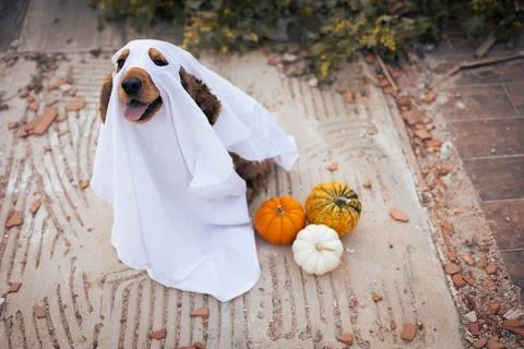 A dog dressed as a ghost with pumpkins during a cheerful autumn celebration Stock Photos