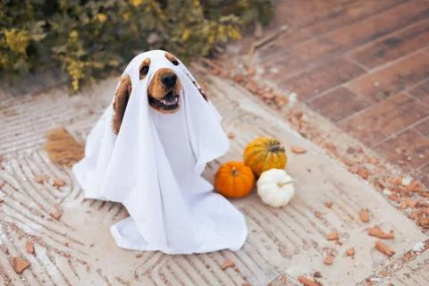 A dog dressed as a ghost with pumpkins during a cheerful autumn celebration Foto stock