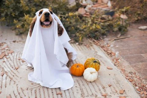 A dog dressed as a ghost with pumpkins during a cheerful autumn celebration Foto stock