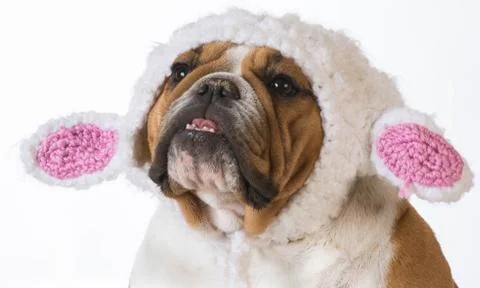 Dog dressed like a lamb Stock Photos