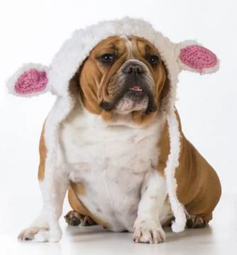 Dog dressed like a lamb Stock Photos