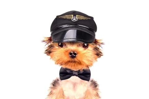 Dog  dressed as pilot Stock Photos
