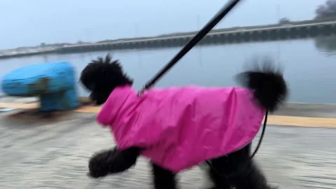 Dog dressed in pink Video stock 231631226