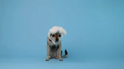 Dog dressed as a rabbit, happy easter greeting, fun and playful holiday desig Vidéo 331442248