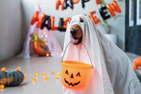 A dog dressed in a white sheet as a ghost for Halloween. Trick or treat. Stock-Fotos