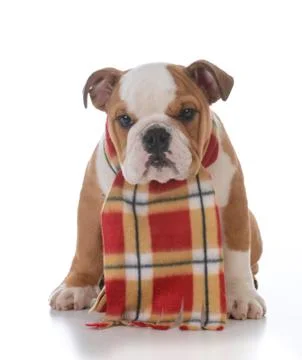 Dog dressed for winter Stock Photos