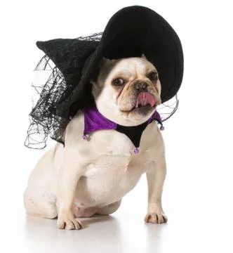 Dog dressed like a witch Stock Photos