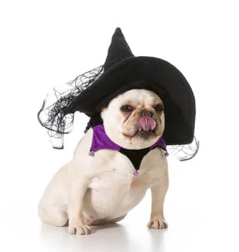 Dog dressed like a witch Stock Photos
