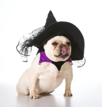 Dog dressed as a witch Stock Photos
