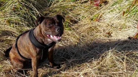 Dog drinking in 4k. Stock Footage 69088346