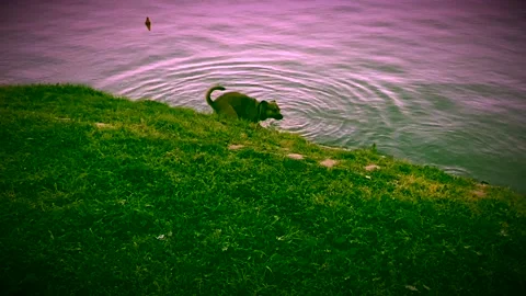 Dog drinking and running fast, time lapse Stock Footage 139302183