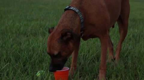 Dog drinking cup Video stock 41121170