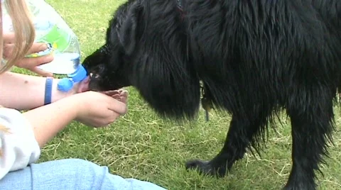 Dog drinking from cupped hands Stockbeeldmateriaal 398420