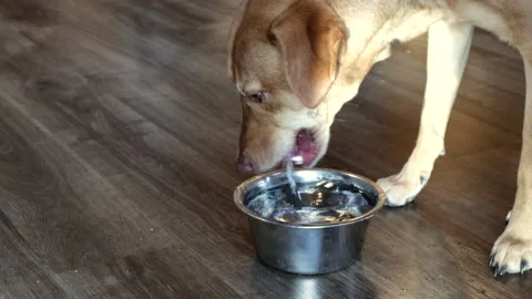Dog Drinking from Dish Stock Footage 145217342