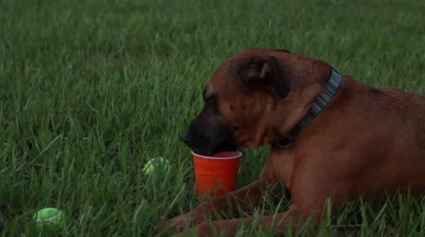 Dog drinking Video stock 41121015