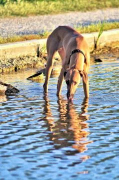 Dog drinking in the lake Fotos Stock