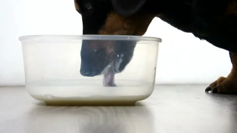 Dog is drinking milk Stock Footage 91332297