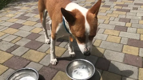 Dog drinking milk from two bowls while standing on the street 스톡 동영상 161503056