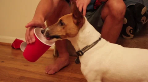 Dog drinking out of a red solo cup Stock Footage 64943553