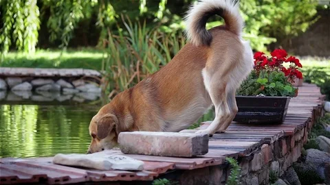 Dog drinking from the pond Stock-Footage 83006317
