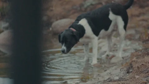 Dog drinking from pond Stock Footage 99880657