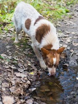 The dog is drinking from the pool. Photos