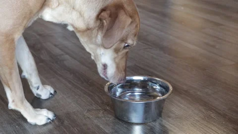 Dog Drinking Slow Motion Stock Footage 145207625
