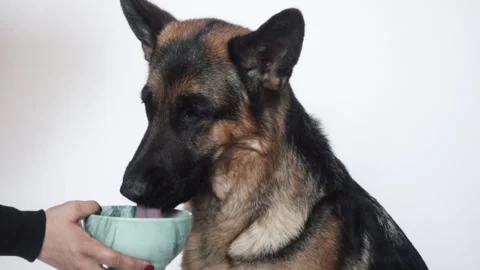 Dog drinking water, 100fps Stock Footage 106067675