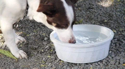 Dog Drinking Water Stock Footage 879654
