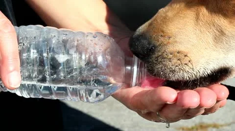 Dog drinking water 動画素材 12284286