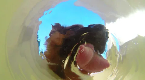 Dog drinking water Stock Footage 37600482