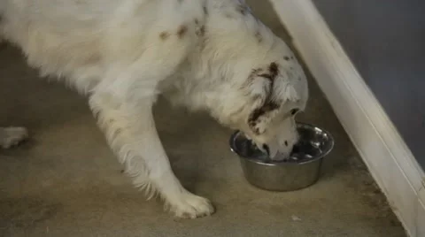 Dog drinking water Stock Footage 47003946