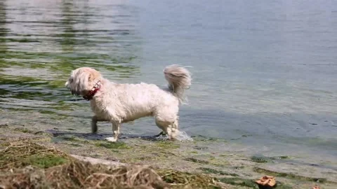 Dog drinking water 動画素材 203940309