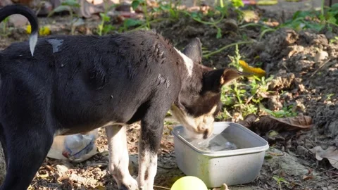 A dog drinking water Stock Footage 332575200