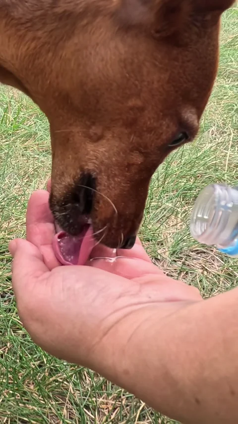 Dog drinking water from human hand outdoors on grass Stock Footage 316576839