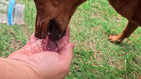 Dog drinking water from human hands outdoors grass Stock Footage 316037136