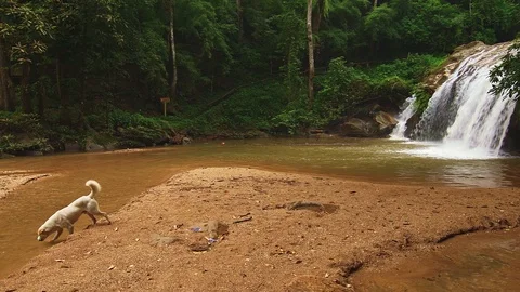 Dog is drinking water from Mae Sa waterfall near the Chiang Mai city in Thailand Stock Footage 122075109