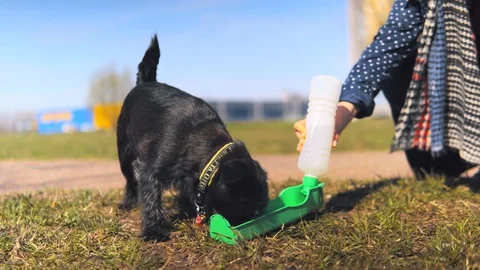 Dog drinking water outdoor spring Stock-Footage 129576609