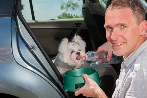 Dog drinking water Stock Photos