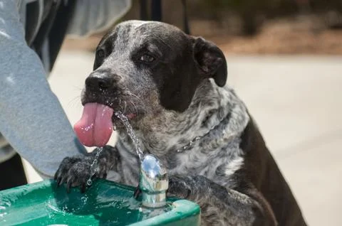 Dog drinking water Stock Photos