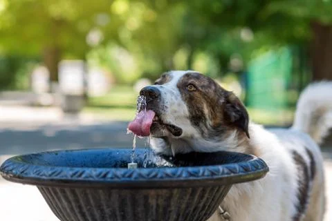 Dog drinking water Foto stock