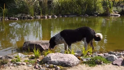 Dog drinking water from the pond Stock Footage 143991738