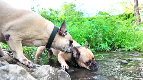 Dog drinking water in the pond. 库存影片 276692622