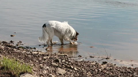 Dog drinking water in river Stock Footage 40143141