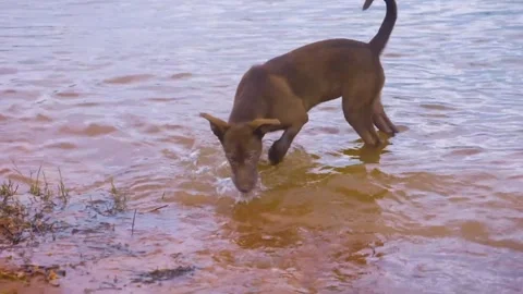 A dog is drinking water in the river Video stock 280837672