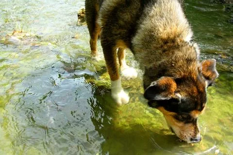 Dog drinking water from river Stock Photos