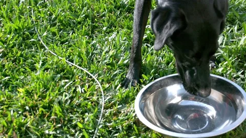Dog drinking water slow motion Stock Footage 80972520
