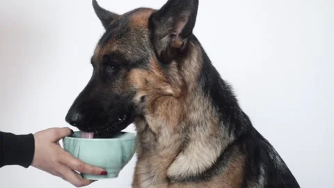 Dog drinking water, slow motion Stock Footage 106067480