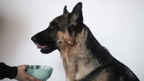 Dog drinking water, slow motion Stock Footage 106067841